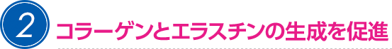 コラーゲンとエラスチンの生成を促進